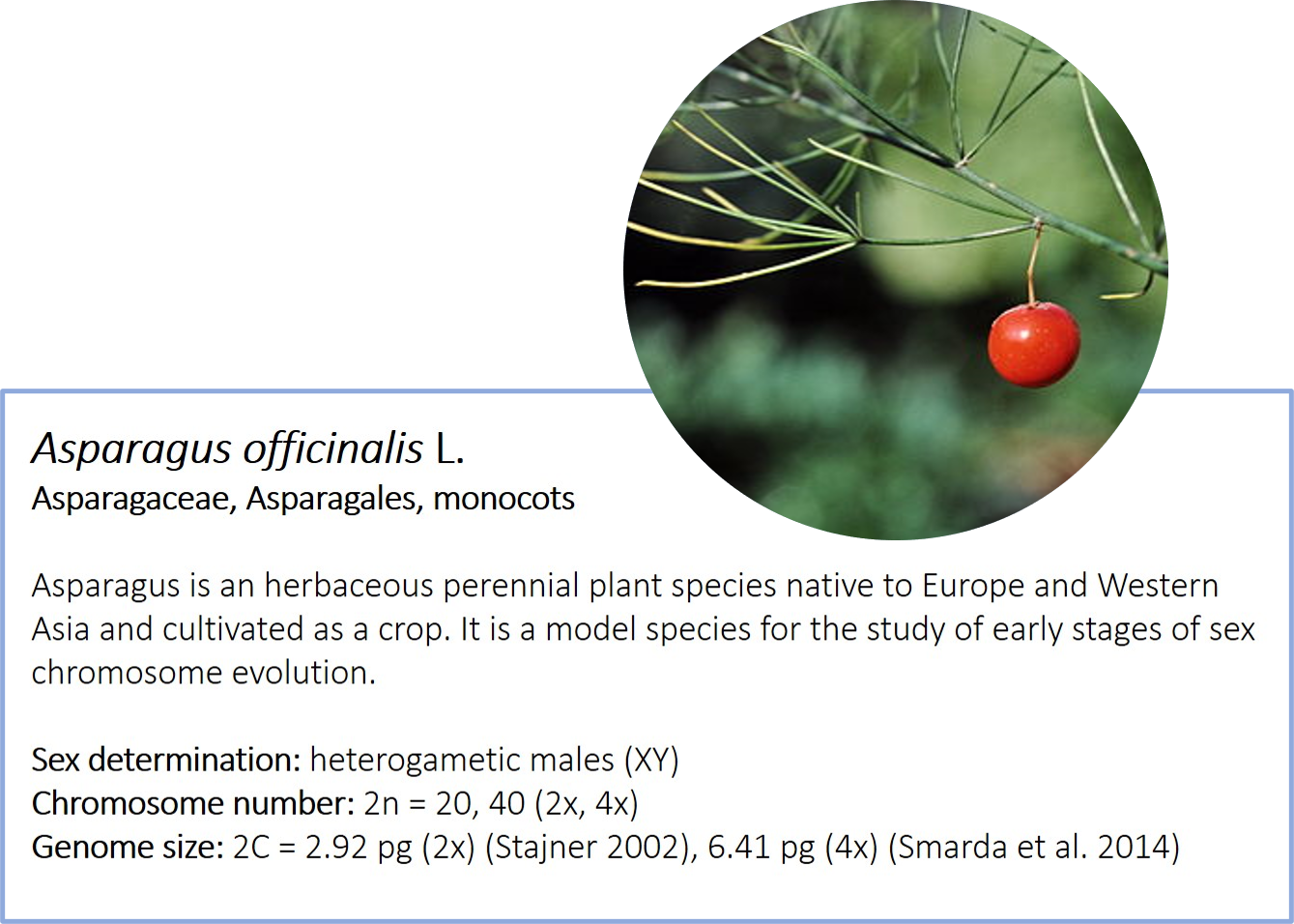Asparagus officinalis